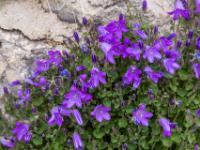 Dalmatiner Polster-Glockenblume